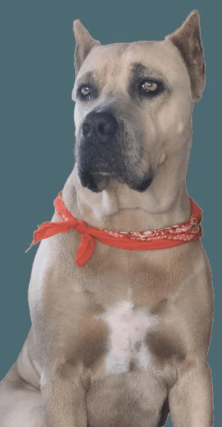 Poochie, MORA's Italian Mastiff and Chief Bark Officer